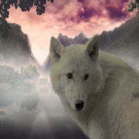 The white Wolf