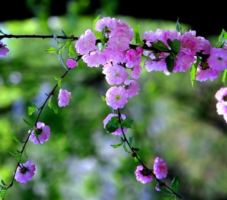 Today's beauty - flowers, nature, plants, still life, composition, flora