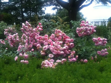 Pink Rose Garden - flowers, garden, nature, pink rose