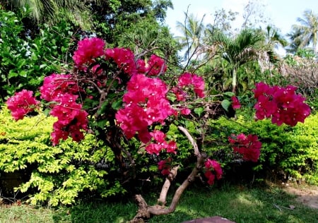 Sunny day in my garden - nature, flora, composition, flowers, plants, still life