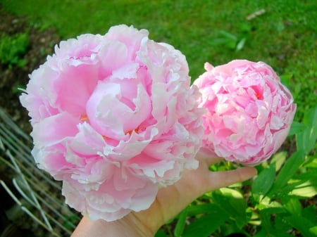 Peonies in hand - white, peonies, flowers, pink