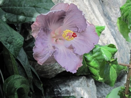 Flowers in Downtown 29 - Flowers, yellow, green, photography, hibiscus, violet