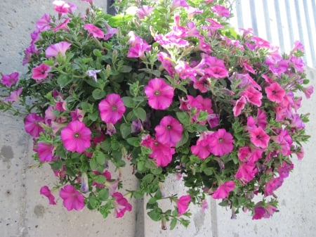 Flowers in Downtown 32 - pink, photography, flkowers, petunias, flowers, basket