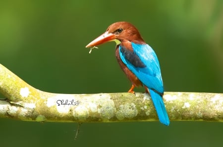 *** Kingfisher *** - animal, animals, bird, birds