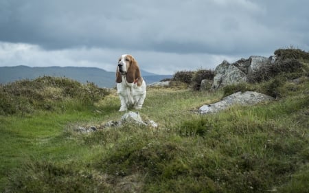 *** Basset *** - animal, dogs, basset, animals