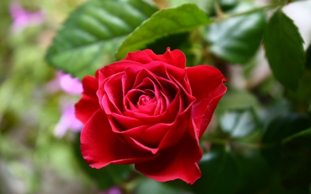 *** Red rose *** - flowers, red, nature, rose