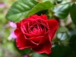 *** Red rose ***