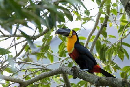 *** Colorful bird on the tree *** - animal, tree, animals, bird