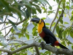 *** Colorful bird on the tree ***