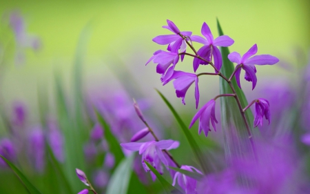 BLETILLA - background, rose, bletilla, blurred, purple, close-up, green, flowers, lilac