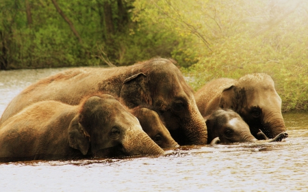 Elephant - trunk, animal, elephant, black