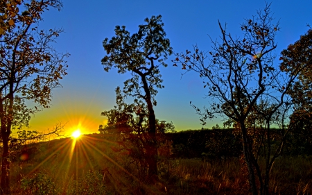 SUMMER MORNING - morning, trees, summer, hdr, sunrise