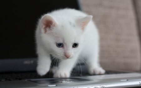 Cat - sleepy, cute, beautiful, cat, sleeping, kitty, cats, hat, cat face, paws, face, animals, pretty, beauty, sweet, kitten, lovely