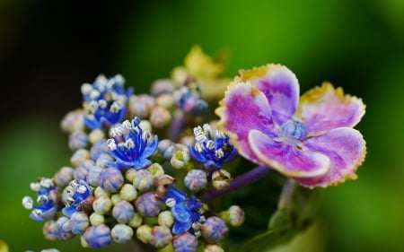 Flower - nature, leaf, flower, fruit