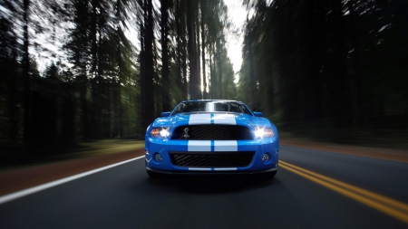 Shelby Mustang - shelby, shelby gt, shelby mustang, shelby coba