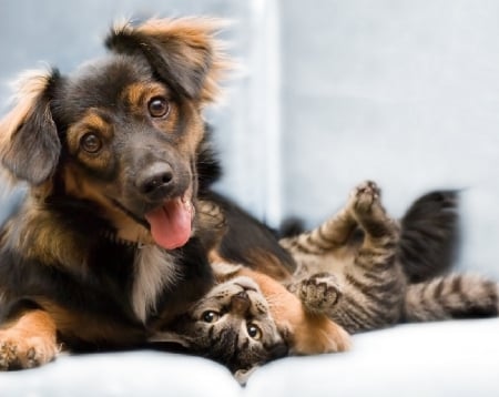 friends - friends, cat, animals, dog