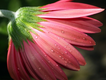 CLOSE UP OF A DAISY - close up, one, daisy, lovely, large, nature, macro, pink, beautiful, flowers, daisies