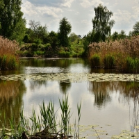 A LOVELY POND