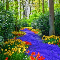 Keukenhof gardens