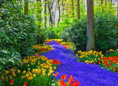 Keukenhof gardens - carpet, beautiful, leaves, gardens, fresh, nature, park, colorful, keukenhof, greenery, pretty, tulips, flowers, freshness, nice, lovely, trees