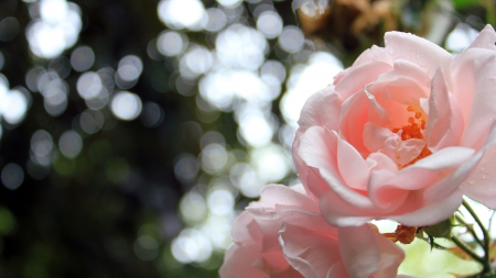 PETALS OF PINK - summer, pink, beautiful, flowers, spring, roses, bokeh, lovely, nature