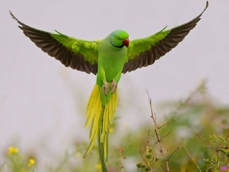 God is Great - flying, beautifu, pakistani, parrot