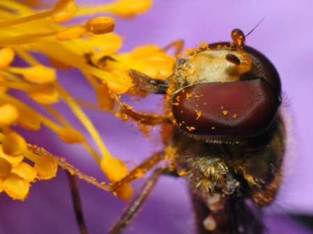 Summer moment - animals, photography, sun, spring, bee, insects, macro, sunny, cute, fly, work, summer, wallpaper, nature, close-up, collecting, flower