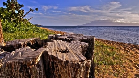 tree stump on beautiful beach - beach, stump, sea, grass