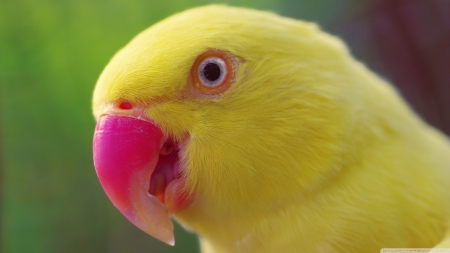 yellow parrot - closeup, yellow, pretty, wallpaper, birds