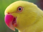 yellow parrot