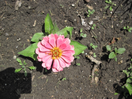 Flowers in Downtown 40 - pink, photography, green, flowers, garden