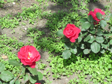 Flowers in Downtown 42 - Red, Flowers, garden, green, photography, Roses