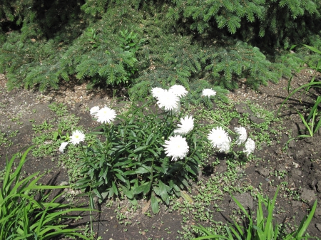 Flowers in Downtown 49 - white, photography, green, flowers, garden