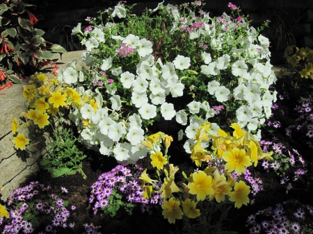 Flowers in Downtown 50 - white, yellow, pink, photography, petunias, flowers, garden