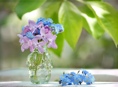 Forget Me Not - flowers, nature, forget me not, petals, still life, leaves