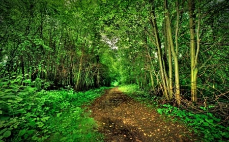 Path in the Forest - trees, path, nature, pathway, woods, forest, green, splendor, grass