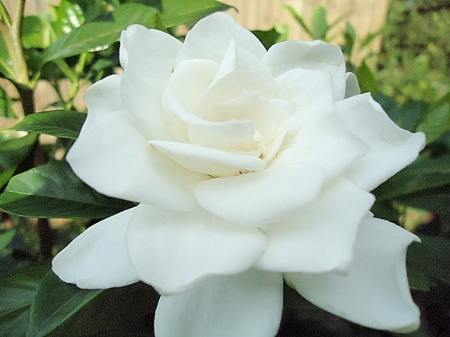 i miss you - flowers, white, nature, garden