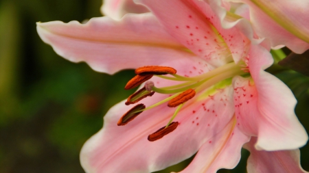 Pink Beauty - beauty, flower, nature, pink