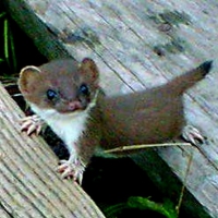 Baby Ferret