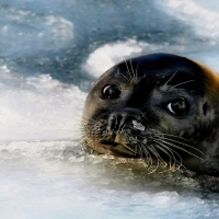 Baby Seal