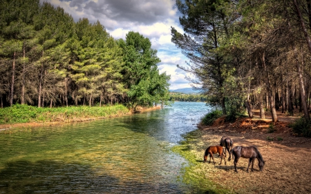 a horse family grazing along a river hdr - river, horses, hdr, grass, forest