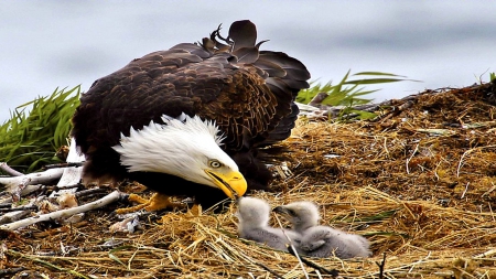 Eagle Family - eagle, nest, feeding, chicks