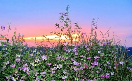 Wildflower Sunset After the Storm - sunset, nature, summer, field, wildflower, sky