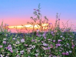 Wildflower Sunset After the Storm