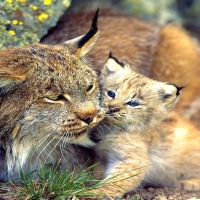 Lynx Mother and Baby