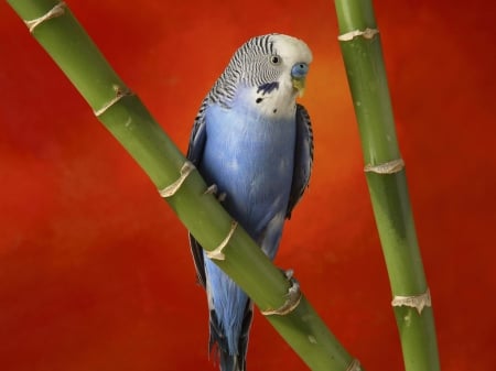 Blue Parrot - relly, relaxing, beautiful, parrot