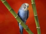 Blue Parrot