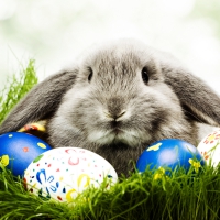bunny cute