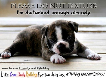 DO NOT DISTURB - ART, FUNNY, PUP, COMMENT