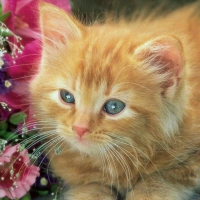 Cute Ginger Kitty